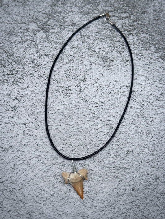 Otodus shark tooth stainless necklace